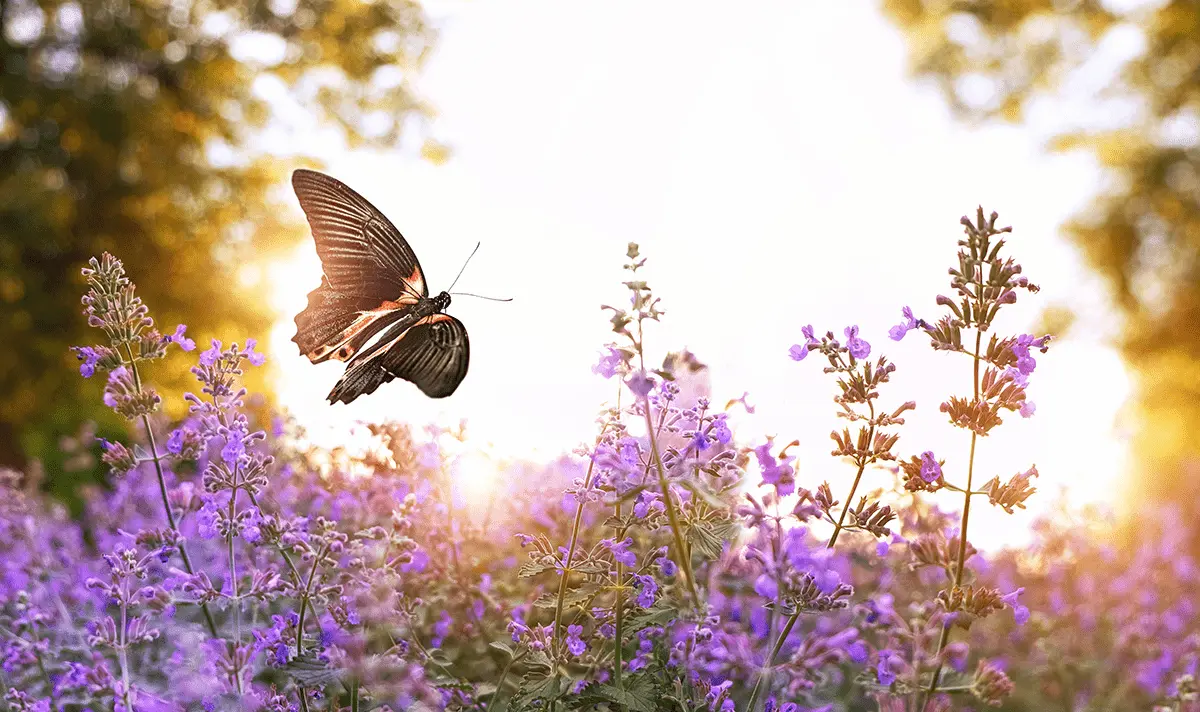 Butterfly flying among flowers in a field with a light shining down.